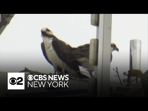 Osprey nest shuts down major Playland Park attraction