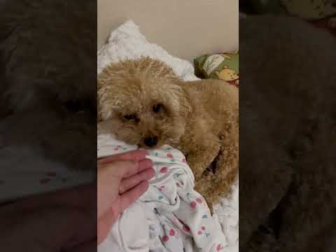 経営学科 飼い主の毛布に横たわるトイプードル15ヶ月 #toypoodle #トイプードル