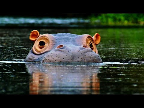 Baby Hippo Fiona Turns 1 - First Year Highlights - Cincinnati Zoo #hippo