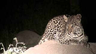 preview picture of video 'Leopard at Lake Mburo National Park, Uganda'