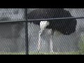 Flamingos Detroit Zoo August 30 2018