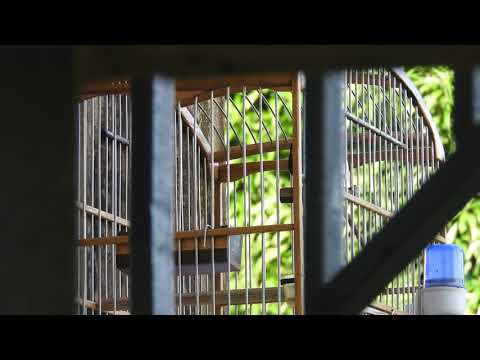 Chant picolette Local brésil