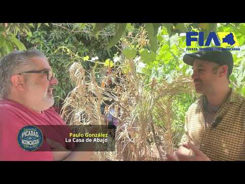 PICADAS 5 LA CASA DE ABAJO CALLE LARGA #FFMCS2025