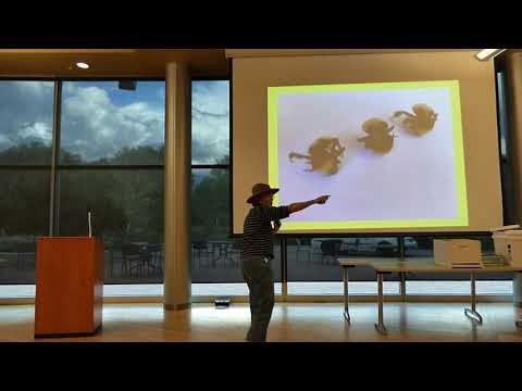 Lu Lu Sage:  Deformed Wing Virus in Bumbles