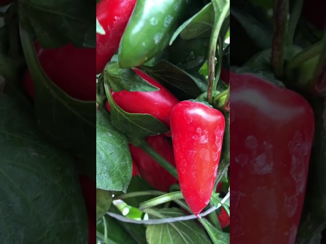 Стандарт поставки видео №1 Перец сладкий F1 Апельсин красный 