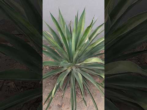 Beautiful Village life #flowers #villagelife #video