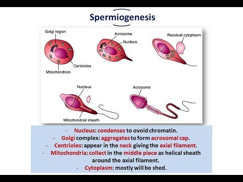 Introduction to Embryology + Gametogenesis (Spermatogenesis and Oogenesis)