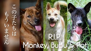 【犬の毒殺】友人の愛犬3匹が毒殺されました。バリ島の犬猫たちの現状をどうか知ってください。 #バリ島 #保護犬 #元保護犬 #犬