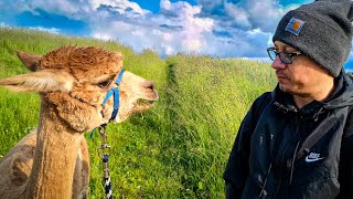 I Found the Cutest Alpacas in Bavaria 🦙
