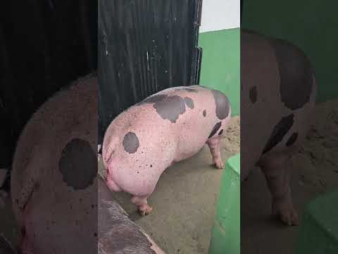 suinolcutura JD Bom jesus Rio Grande do Norte 🐖🐷⏳️🙌