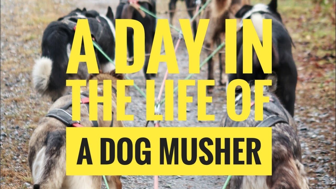A Day In The Life Of a Dog Musher