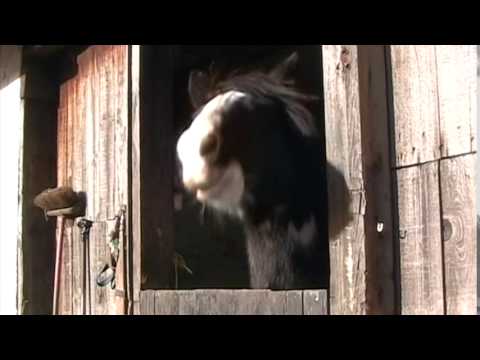 Horse wishes Shirley Happy Birthday