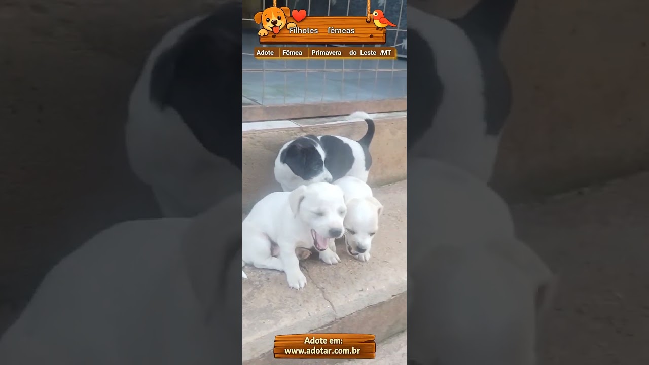 Cachorro raça SRD-ViraLata idade Abaixo de 2 meses nome Filhotes fêmeas 
