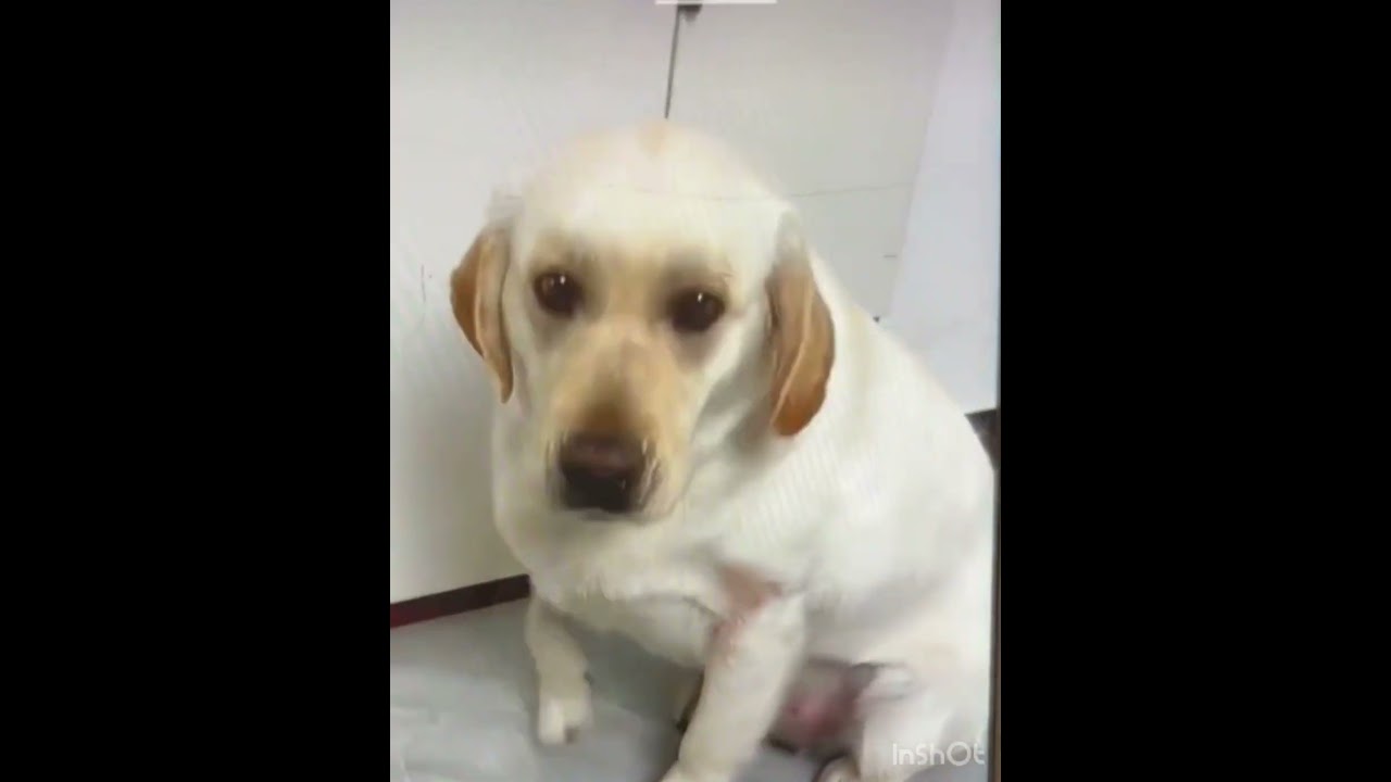 ワンちゃん日常＃不公平の事はワンちゃんも分かるだよーね😍❤️🤣👍