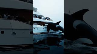 🛥️Orca Whale DESTROYS Luxury Yacht