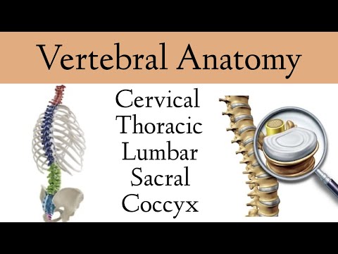 Vertebral Column Anatomy and Bones [Cervical, Thoracic, Lumbar, Sacral Spine]
