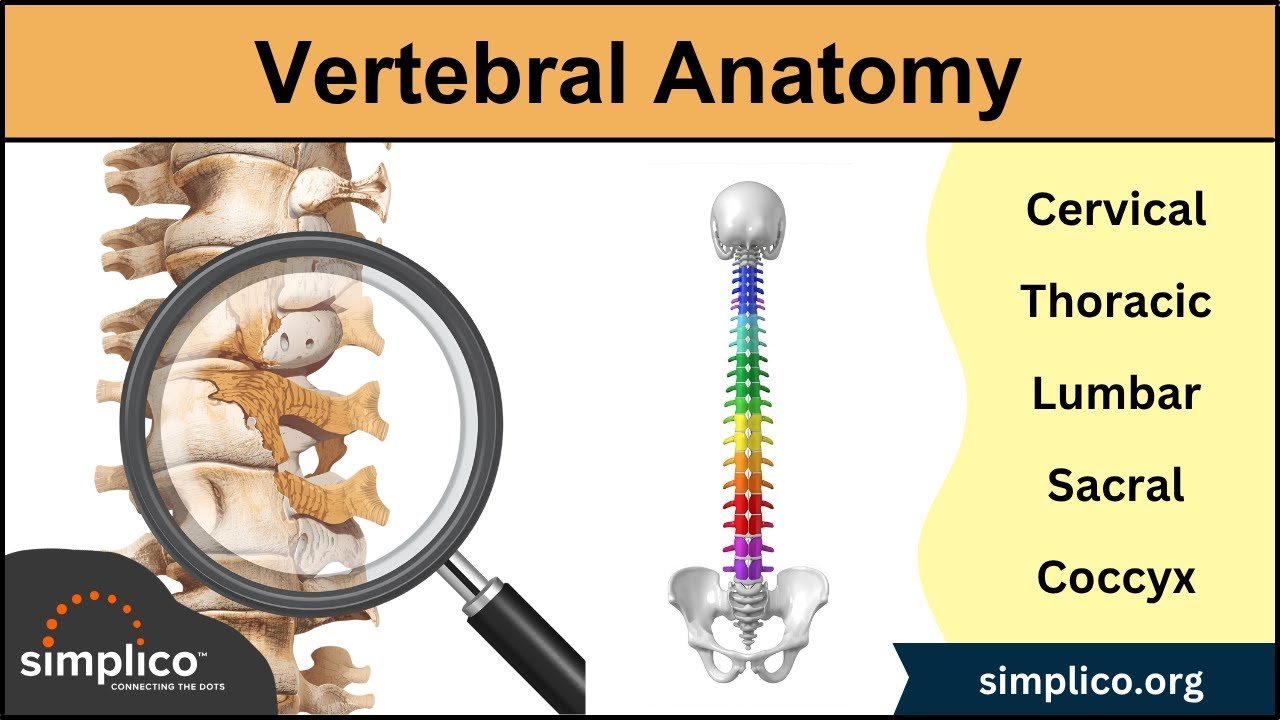 Vertebral Column Anatomy and Bones [Cervical, Thoracic, Lumbar, Sacral Spine]