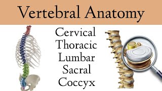 Vertebral Column Anatomy and Bones [Cervical, Thoracic, Lumbar, Sacral Spine]