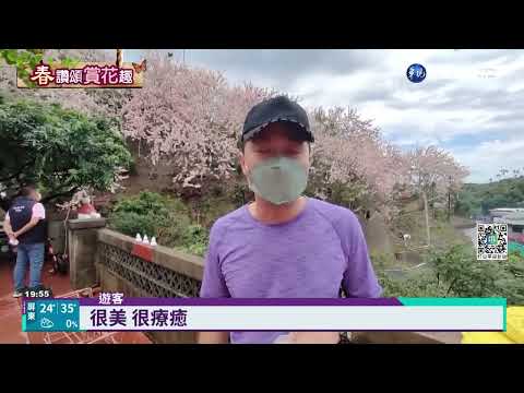 嘉義花海賞不完! 藍花楹.花旗木色彩繽紛