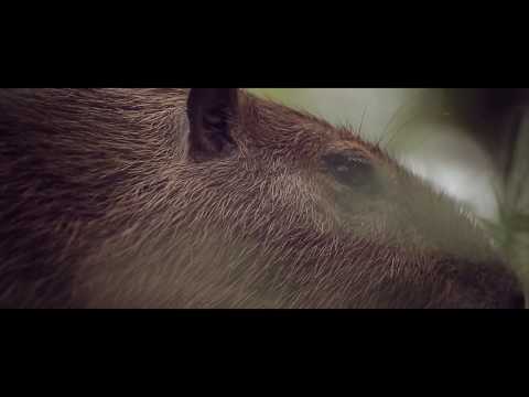 El placer de la naturaleza en la selva colombiana - San José del Guaviare