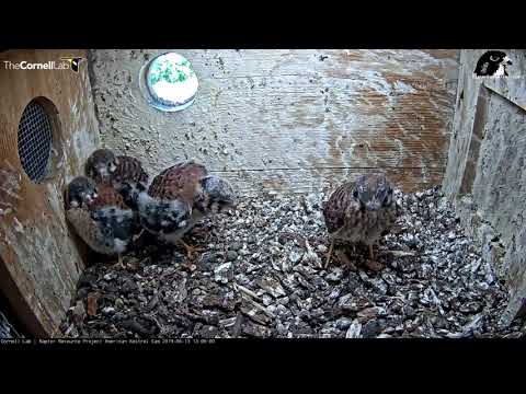 Female Kestrel Chick Stretches Wings With Rapid Flapping – June 13, 2019