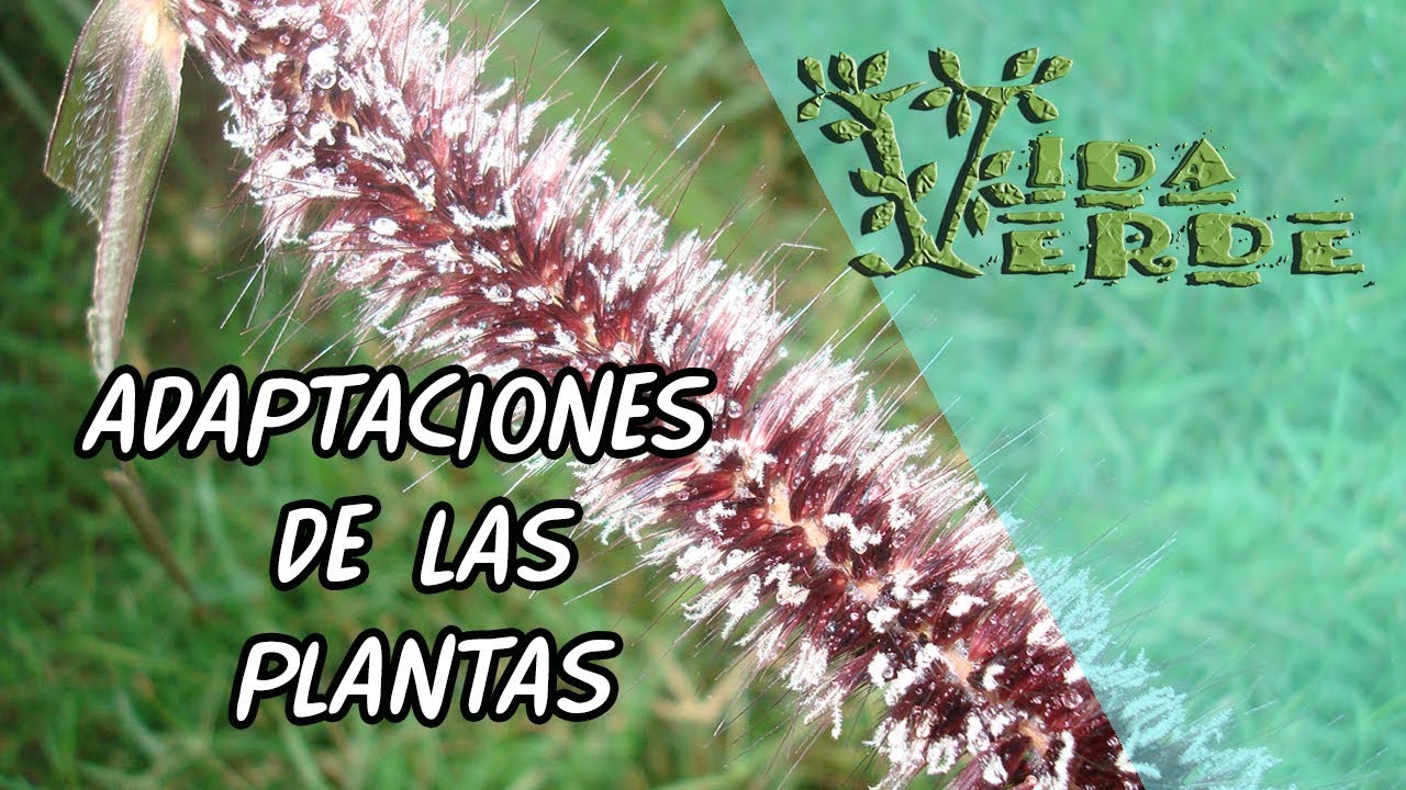 Adaptaciones de las Plantas, Introducción