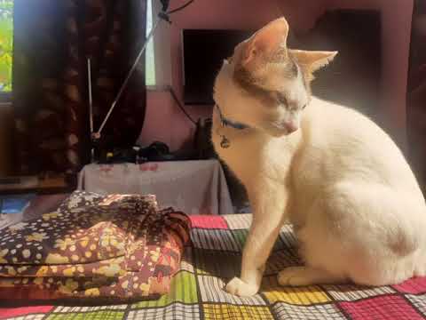 Drop some money on my Cat...