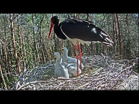 Must-toonekurg~Feeding by Karl~10:05am 2018/06/03