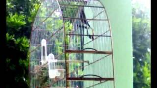 Curió-Brilhante - Araguaína 