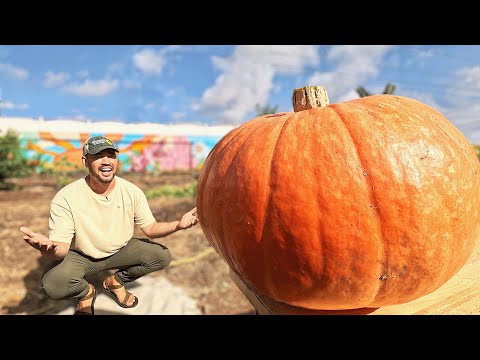 I Tried Growing a Giant Pumpkin Using a Chicken