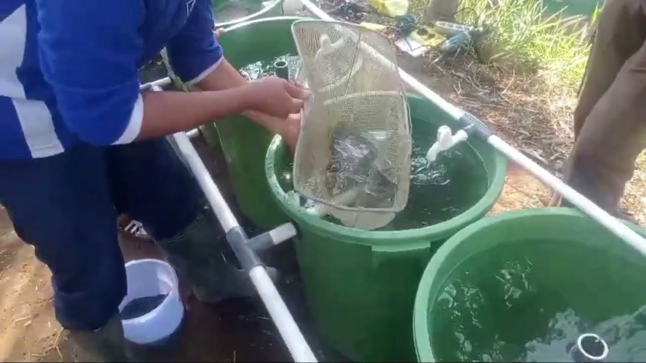 Pembelajaran Matematika Pendekatan STEM dengan EDP ( Engineering Desain Proses) Baru