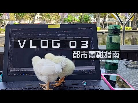 都市養雞
