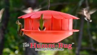 Humm-Bug Hummingbird Protein Feeder