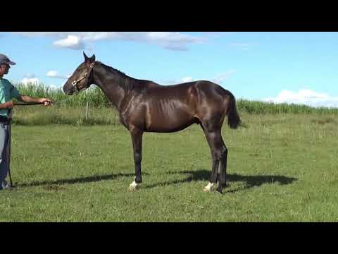 Lote CHIQUITO REYES