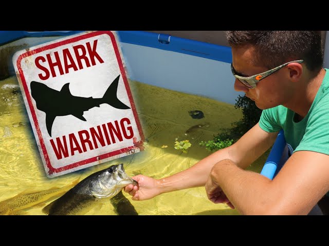 RELEASING My PET BABY JAWS In to The WILD!! **WATCH OUT**