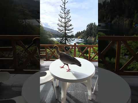 Bandurria en Manzano Resort, Villa La Angostura, Neuquén, Patagonia, Argentina