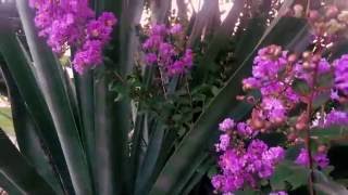 Doja Cat - No Police