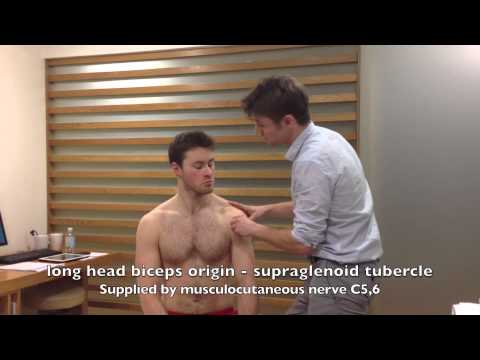 Shoulder examination part 2: inspection and palpation