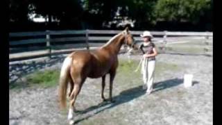 One week with Goldie