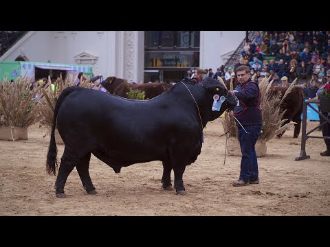 CAMPEONATO- SENIOR MENOR – EXPO PALERMO 2023