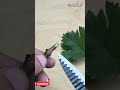Do You Know How To Root A Grapevine How Grape Wine Doyouknow Root
