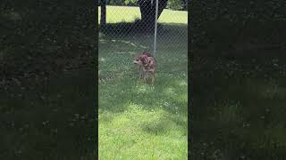 Video preview image #1 Mutt Puppy For Sale in Crystal, MN, USA