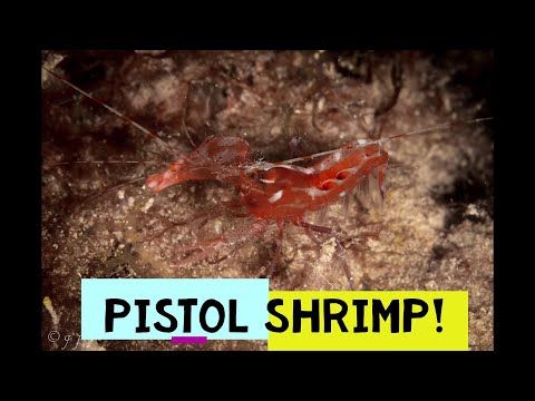 God's Amazingly Designed Pistol Shrimp
