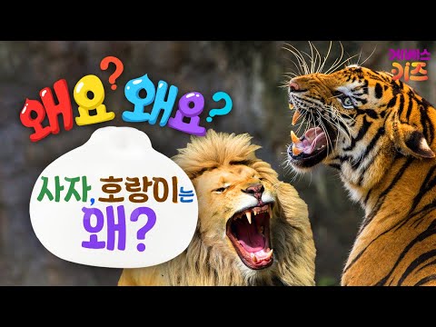 사자와 호랑이의 최강 대결ㅣ사자, 호랑이는 왜?ㅣ왜요? 왜요? 궁금할 만두ㅣKBS 241024 방송