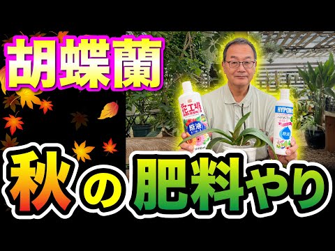 園芸 蘭のための肥料は何ですか?