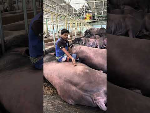 #agriculture #farmer #farhanvlog012