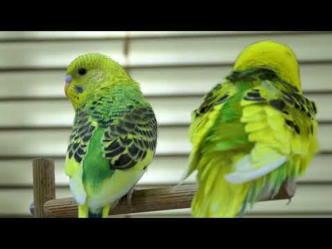 Tigrice Papagaji Pjevaju ❤️ Zvuk Papagaja