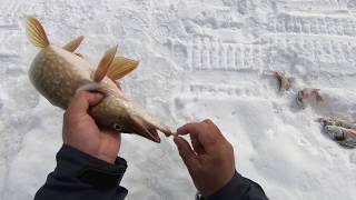Ссылка