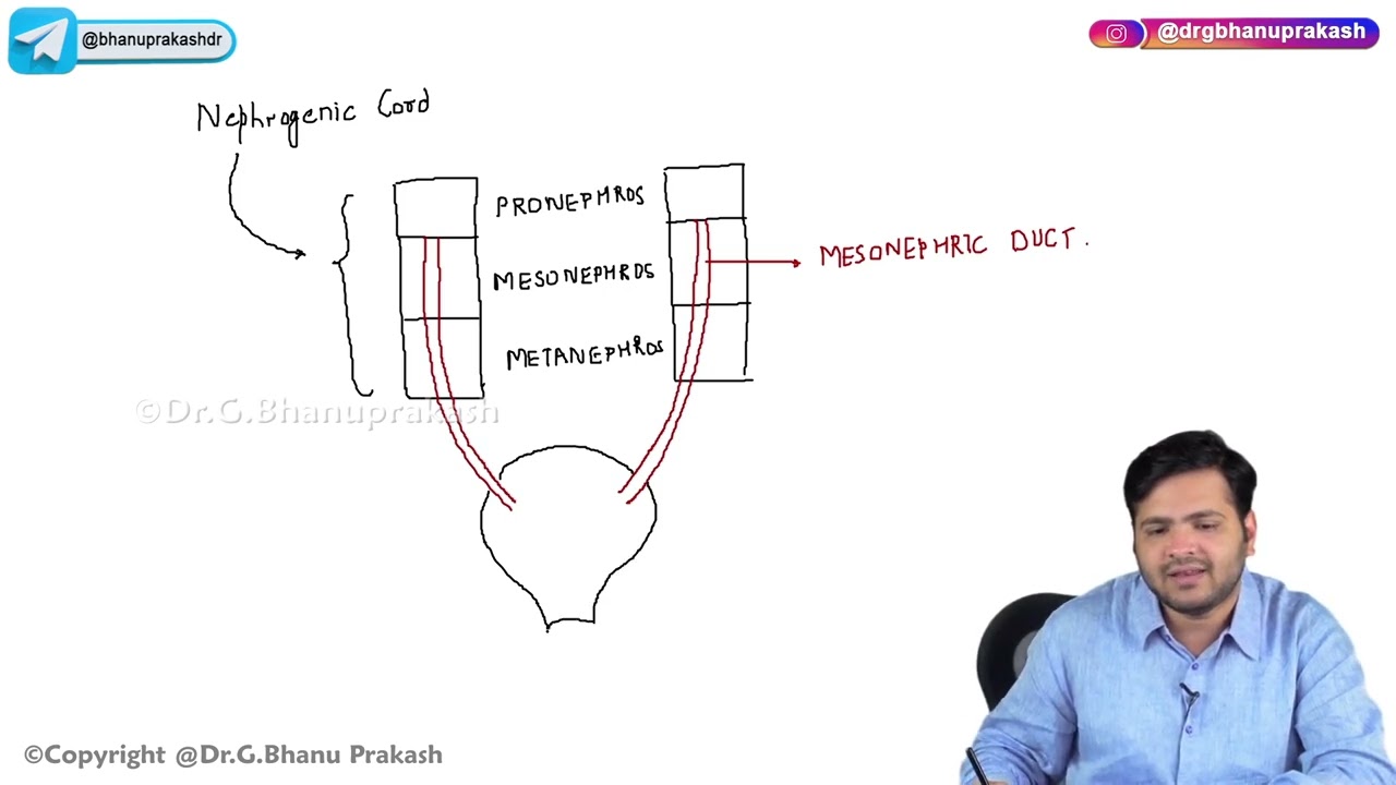 24. Urogenital Embryology (Part 1)