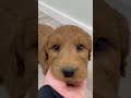 Goldendoodle dogs for sale: Benson - Video 1